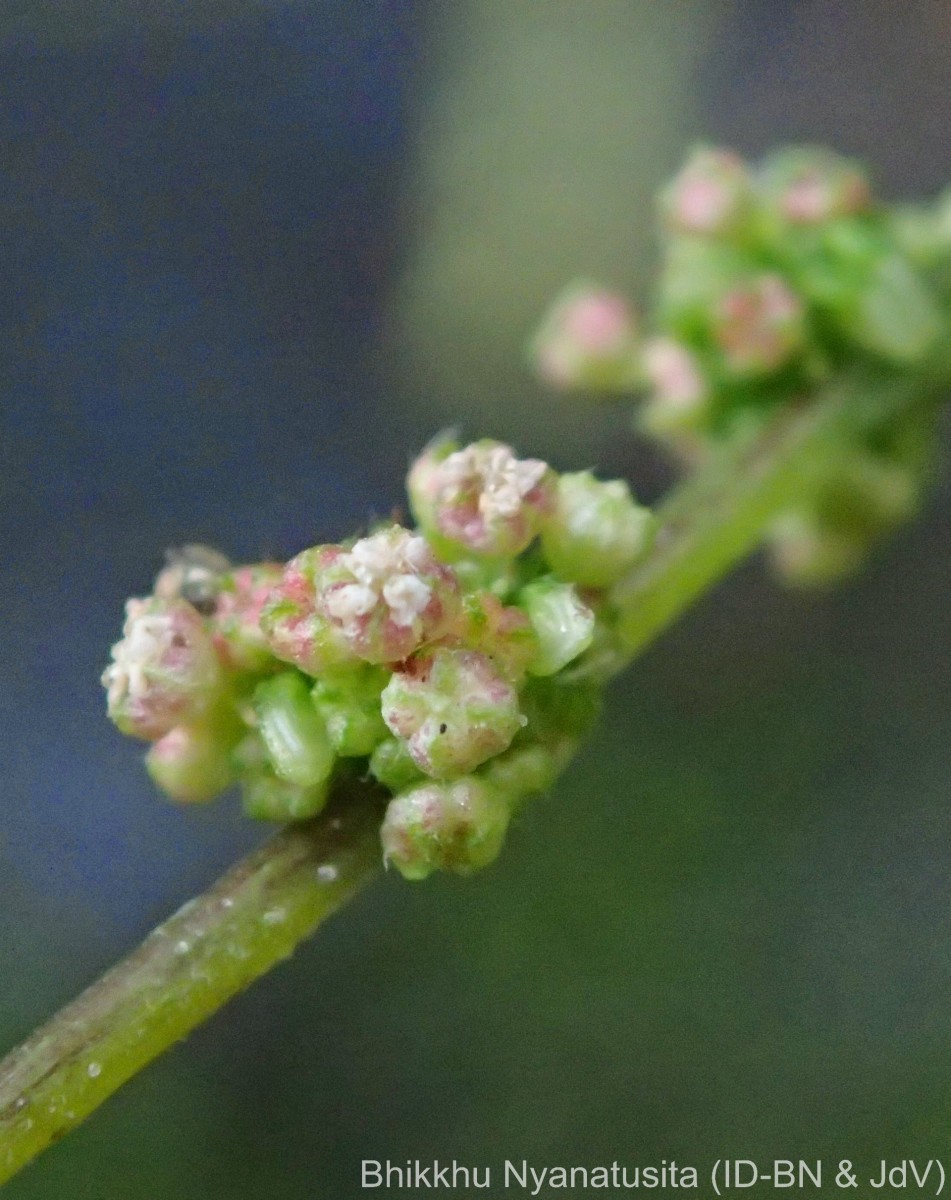 Laportea interrupta (L.) Chew